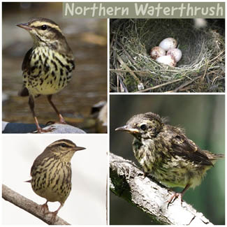Northern Waterthrush